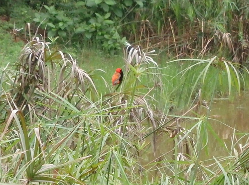 Southern Red Bishop.